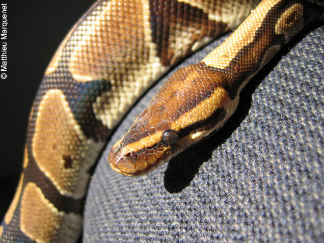 photo de Pythons royaux, 