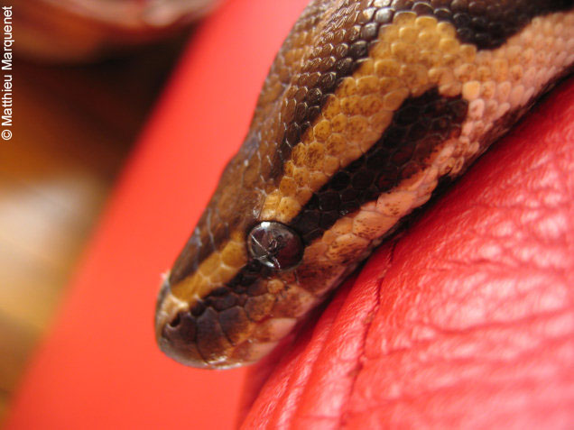 photo de Pythons royaux, 